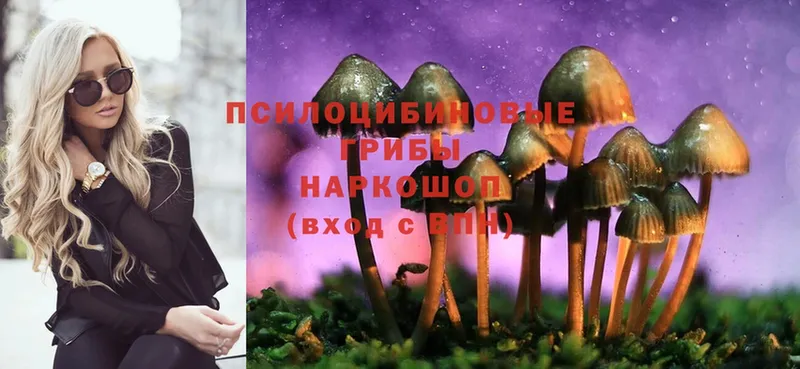 Галлюциногенные грибы Psilocybine cubensis  Юрьев-Польский 